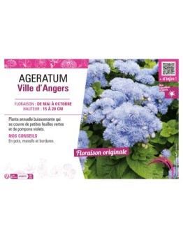AGERATUM VILLE D'ANGERS