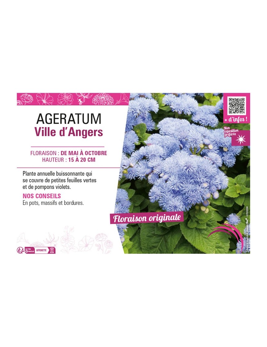 AGERATUM VILLE D'ANGERS