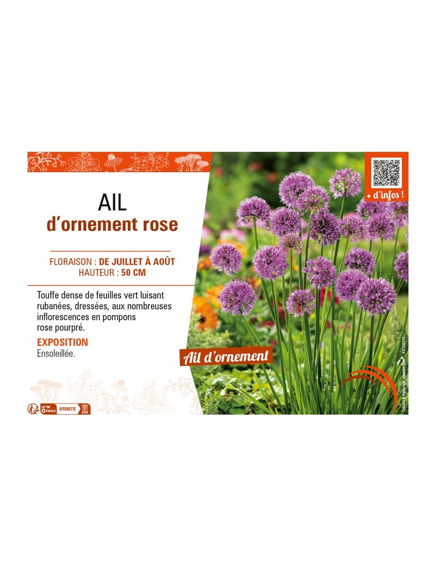 AIL D'ORNEMENT ROSE