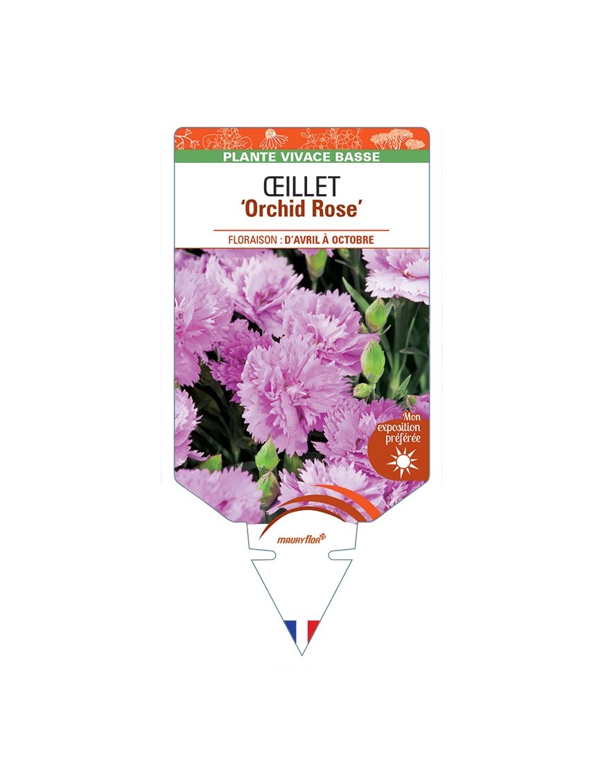 DIANTHUS diantica Orchid Rose voir Œillet