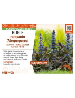 AJUGA reptans Atropurpurea voir BUGLE RAMPANTE