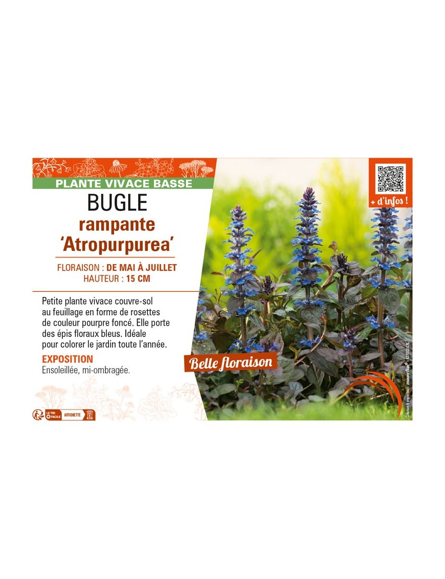 AJUGA reptans Atropurpurea voir BUGLE RAMPANTE