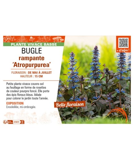 AJUGA reptans Atropurpurea voir BUGLE RAMPANTE