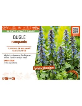 AJUGA reptans voir BUGLE RAMPANTE
