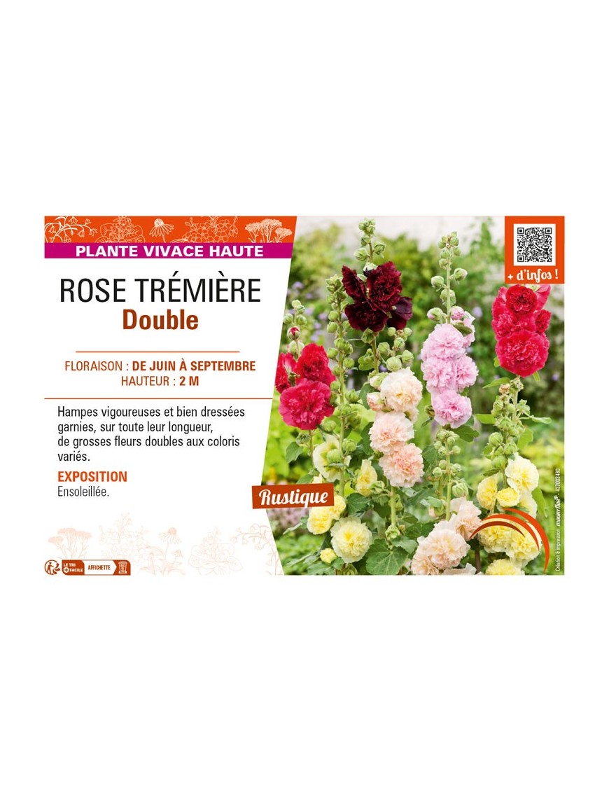 ALCEA rosea voir ROSE TRÉMIÈRE Double