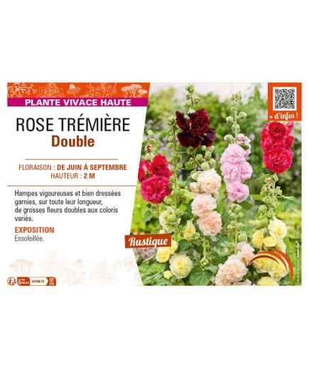 ALCEA rosea voir ROSE TRÉMIÈRE Double