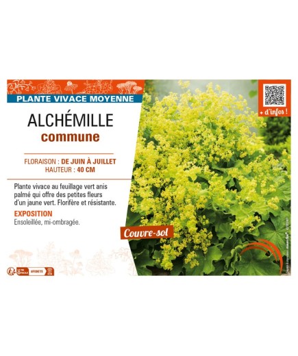 ALCHEMILLA mollis voir ALCHÉMILLE commune