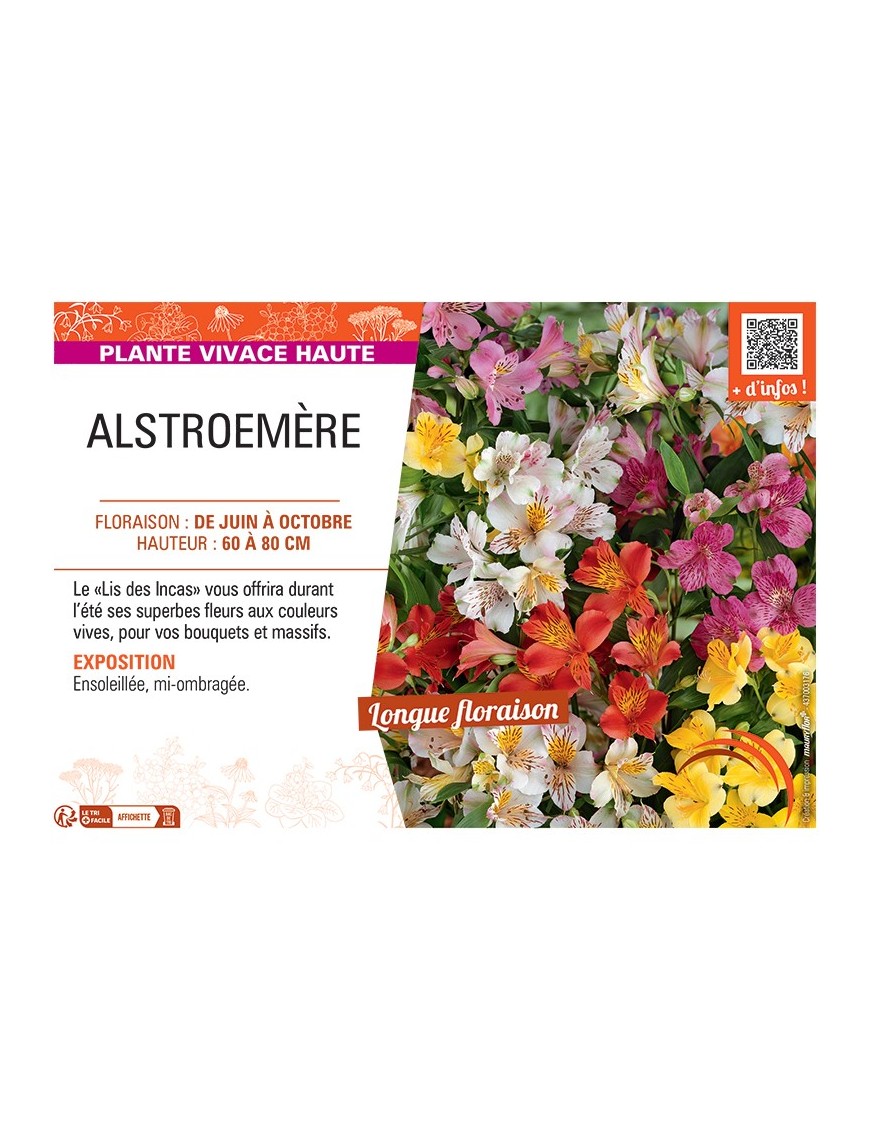 ALSTROEMÈRE