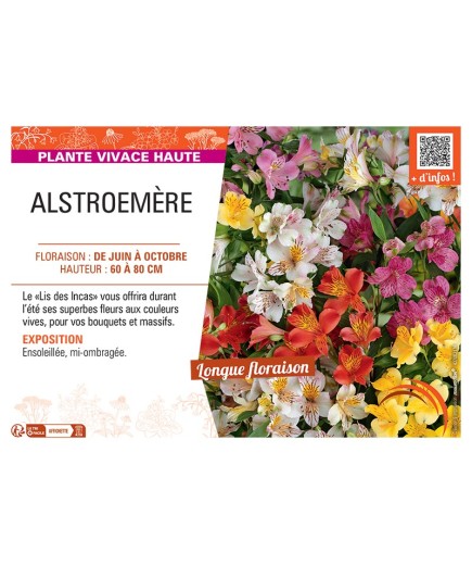 ALSTROEMÈRE