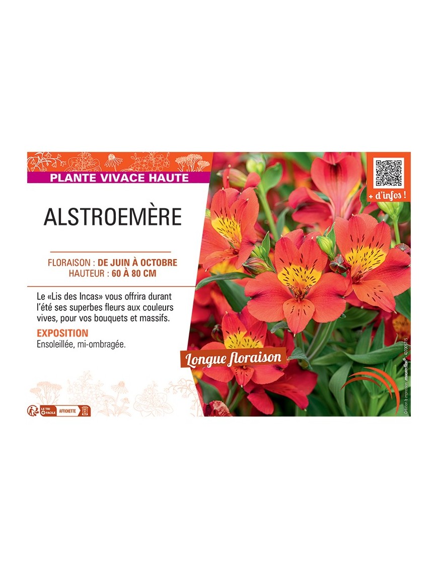 ALSTROEMÈRE rouge/orange