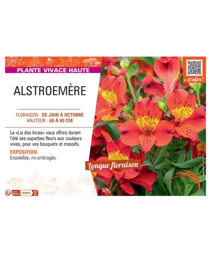 ALSTROEMÈRE rouge/orange