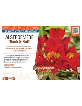 ALSTROEMÈRE ROCK AND ROLL