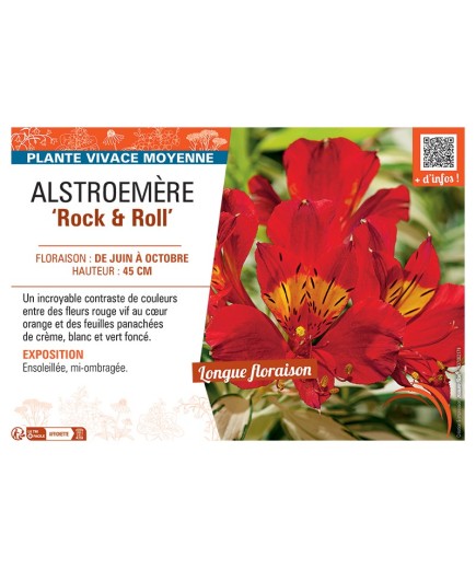 ALSTROEMÈRE ROCK AND ROLL
