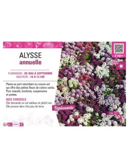 ALYSSE ANNUELLE