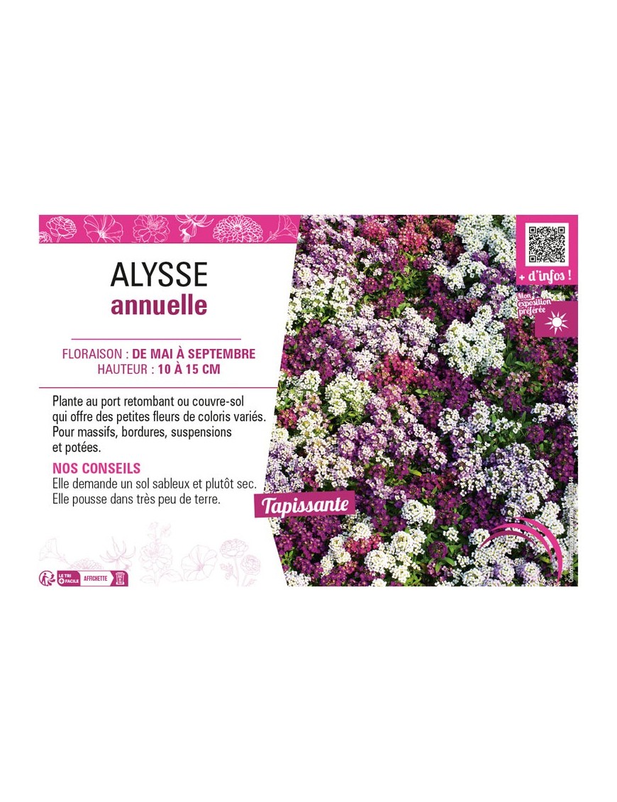 ALYSSE ANNUELLE