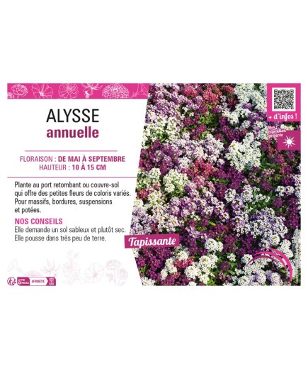 ALYSSE ANNUELLE