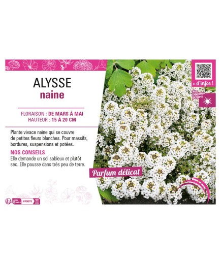 ALYSSE NAINE