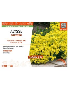 ALYSSE SAXATILE (Corbeille d'or)