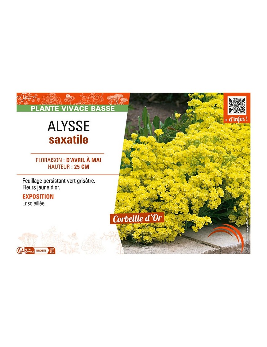 ALYSSE SAXATILE (Corbeille d'or)