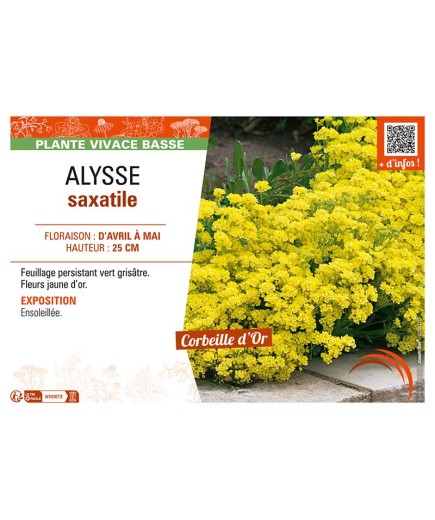 ALYSSE SAXATILE (Corbeille d'or)