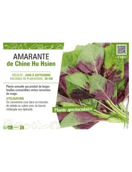 AMARANTE DE CHINE HU HSIEN