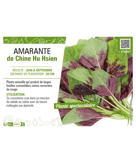 AMARANTE DE CHINE HU HSIEN