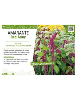 AMARANTE RED ARMY