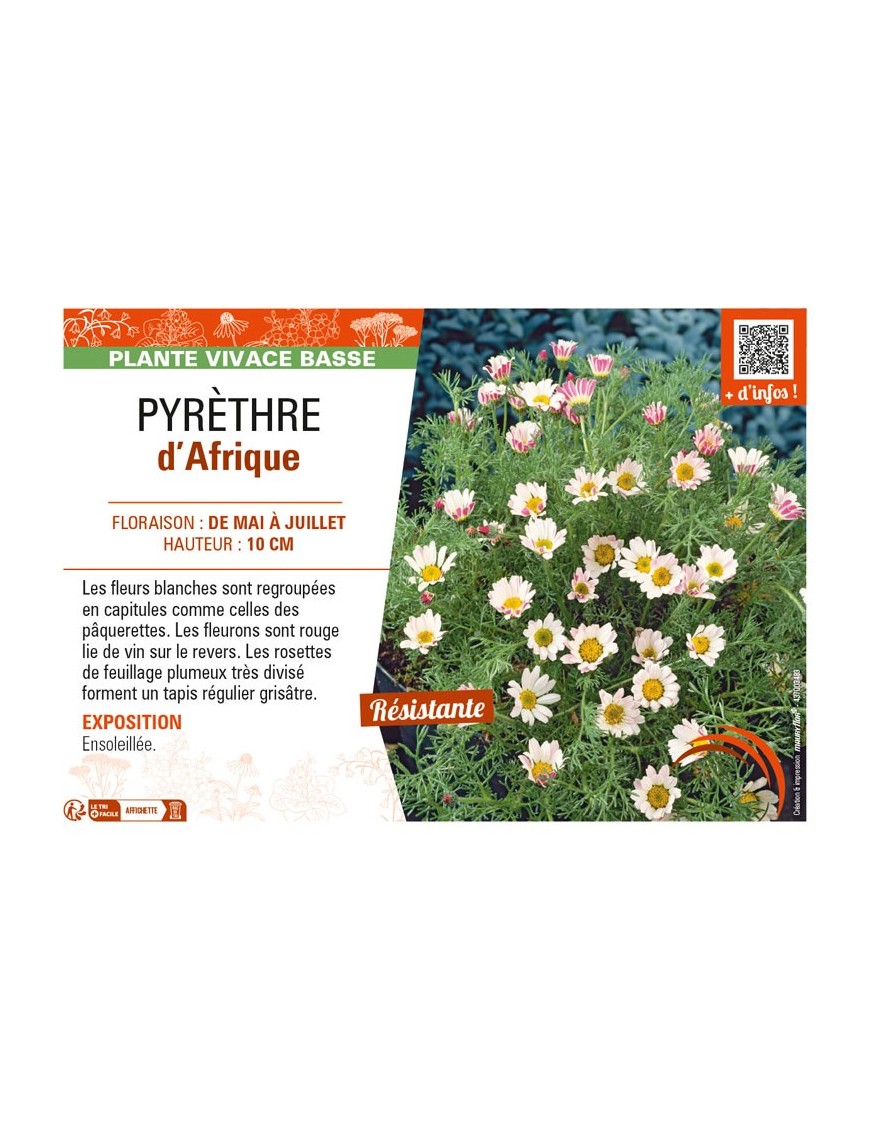 ANACYCLUS pyrethrum var depressus voir PYRÈTHRE d’Afrique
