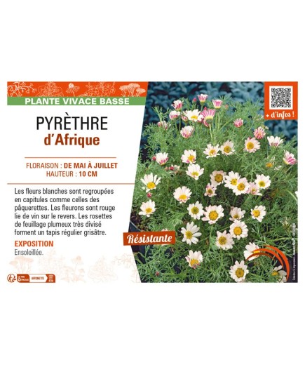 ANACYCLUS pyrethrum var depressus voir PYRÈTHRE d’Afrique
