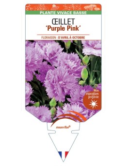 DIANTHUS diantica Purple Pink voir Œillet
