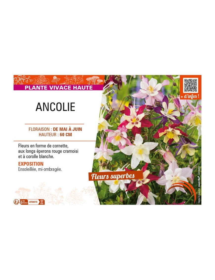 ANCOLIE (VULGARIS)