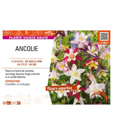 ANCOLIE (VULGARIS)