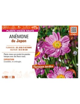 ANEMONE hupehensis japonica rose voir ANÉMONE du Japon
