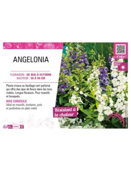 ANGELONIA