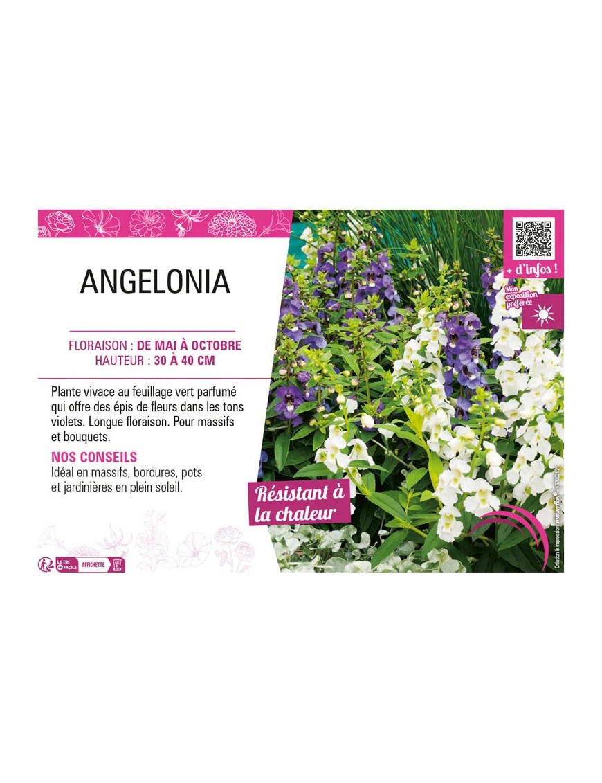 ANGELONIA