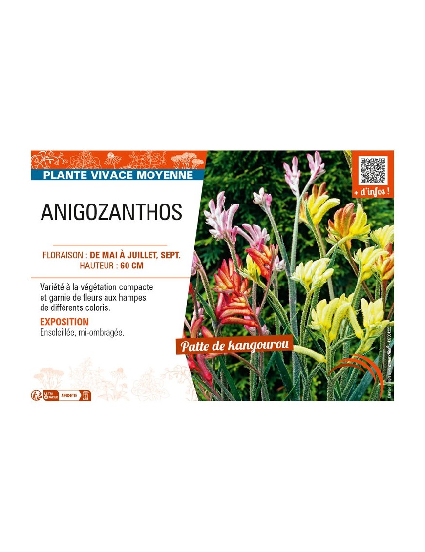 ANIGOZANTHOS