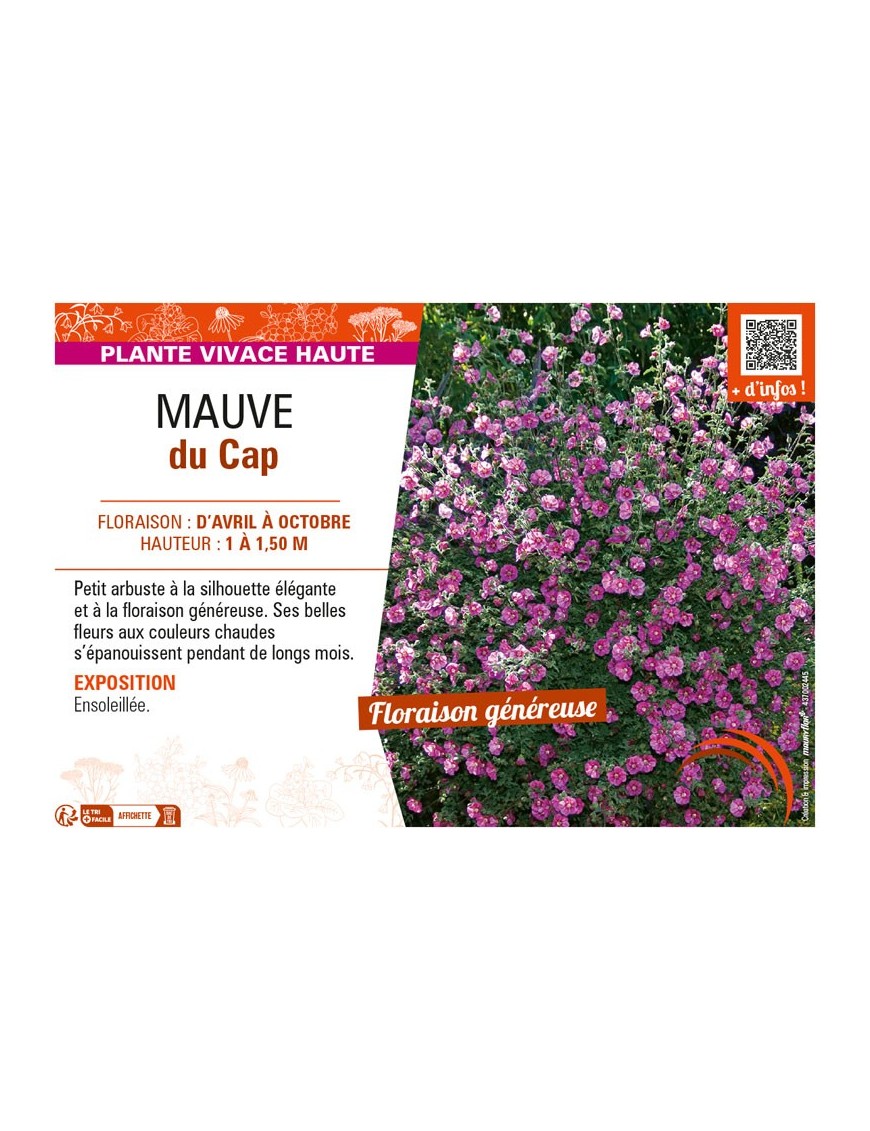 ANISODONTEA CAPENSIS VOIR MAUVE DU CAP