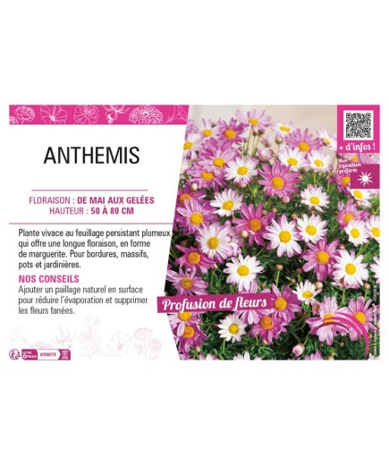 ANTHEMIS