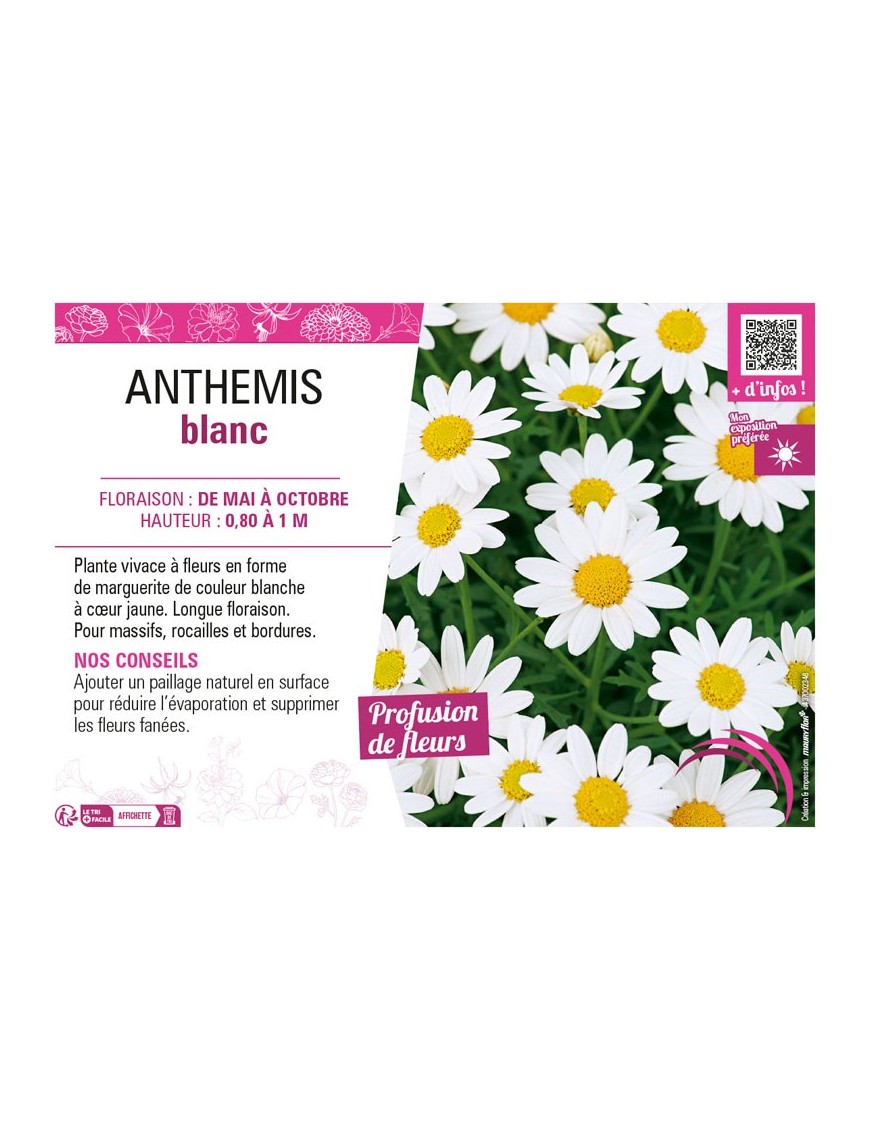 ANTHEMIS BLANC