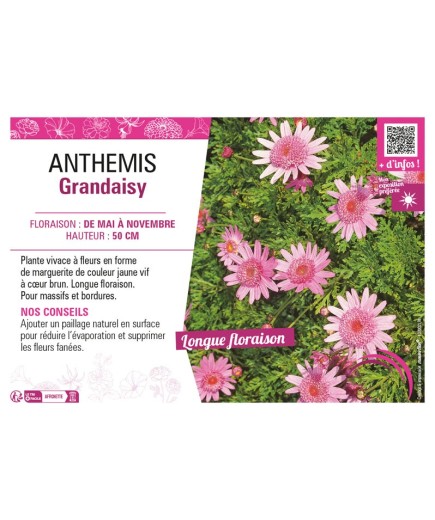 ANTHEMIS GRANDAISY