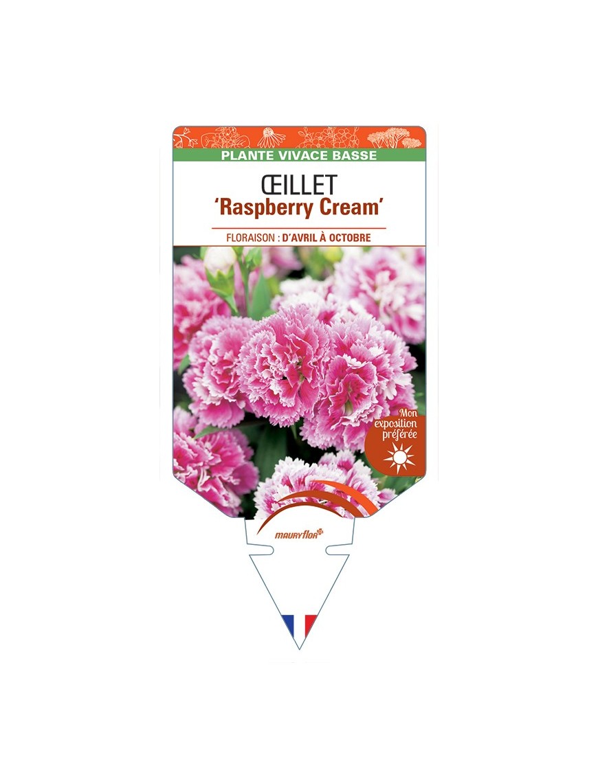 DIANTHUS diantica Raspberry Cream voir Œillet