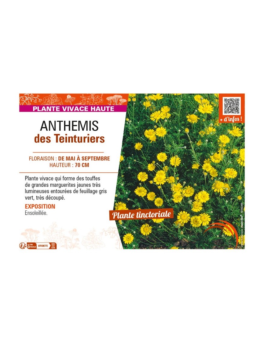 ANTHEMIS tinctoria voir ANTHEMIS des Teinturiers