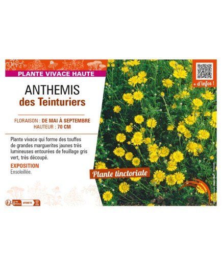 ANTHEMIS tinctoria voir ANTHEMIS des Teinturiers