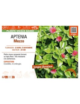 APTENIA MEZZO