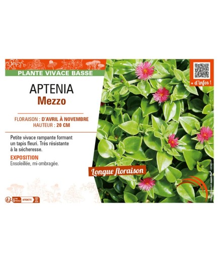 APTENIA MEZZO