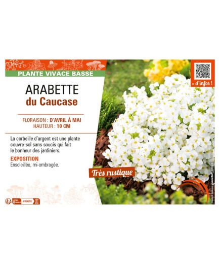 ARABIS CAUCASICA voir ARABETTE DU CAUCASE