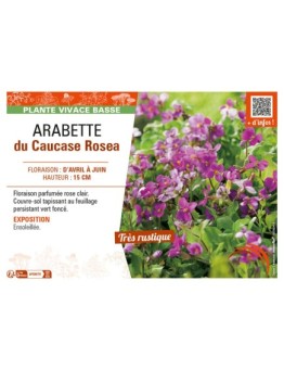 ARABIS CAUCASICA voir ARABETTE DU CAUCASE ROSEA