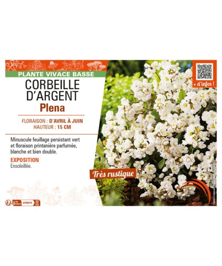 (ARABIS) CAUCASICA PLENA (Corbeille d'argent)