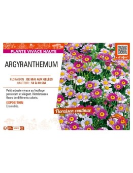 ARGYRANTHEMUM