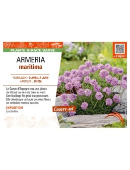 ARMERIA maritima